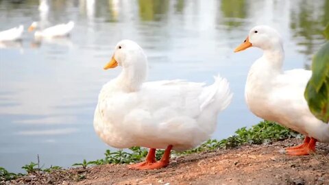 Duck enjoy in the pond | Funny cute pets lovers