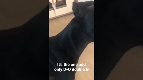 It's the one and only D-O double G...doggy