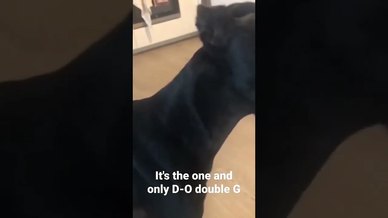 It's the one and only D-O double G...doggy