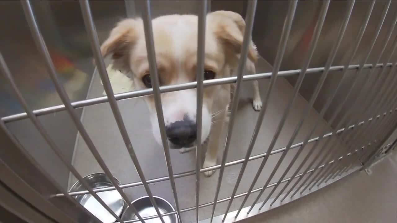 Denver Animal Shelter bracing ahead of Fourth of July celebrations