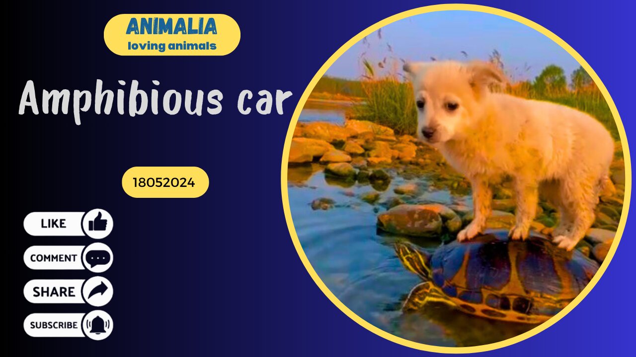 Amphibious car - loving animals