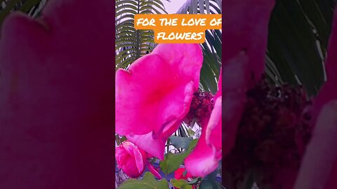 4 D love of flowers #flowermagicchallenge #roses #neighborhoodblooms #colorful #natureandart