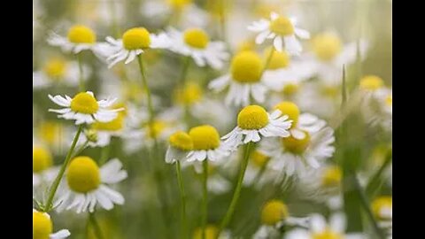 Opening Chamomile Tea Bags and Putting Into Soil