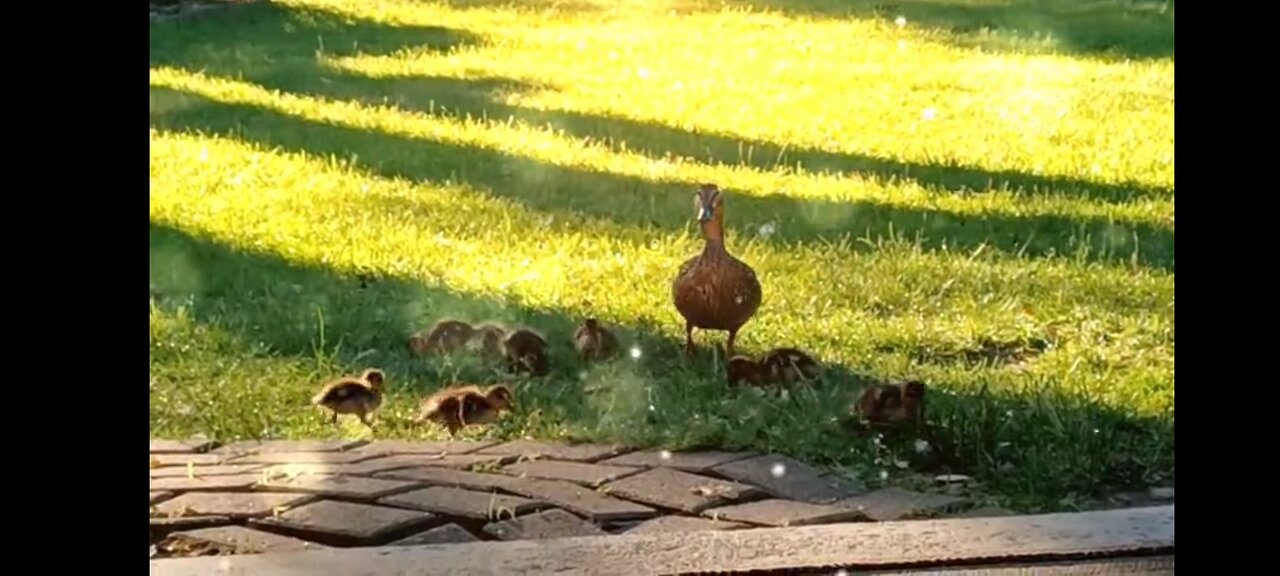 Baby Zen Ducks