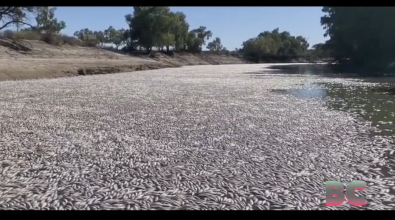 Millions of fish found dead in Australian river