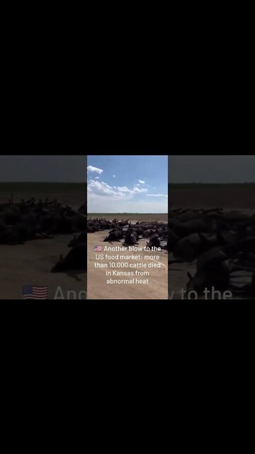🇺🇲 Another Blow To The US Food Market: More Than 10,000 Cattle Died In Kansas From Abnormal "Heat"