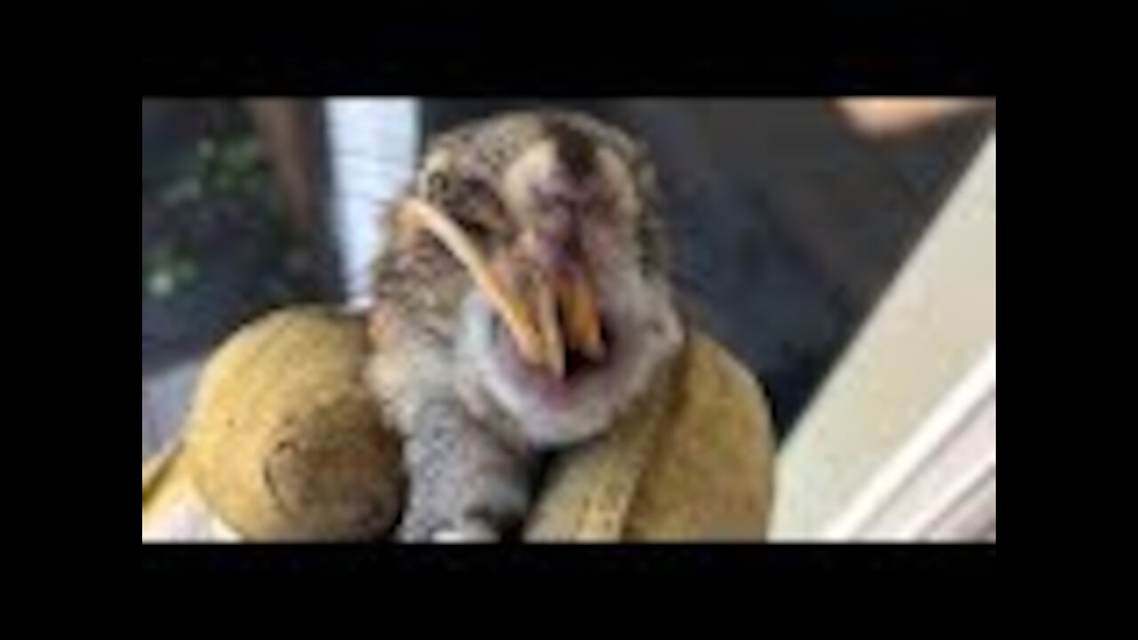 Rancher Takes Home Squirrel With Curly, Overgrown Teeth To Save His Life