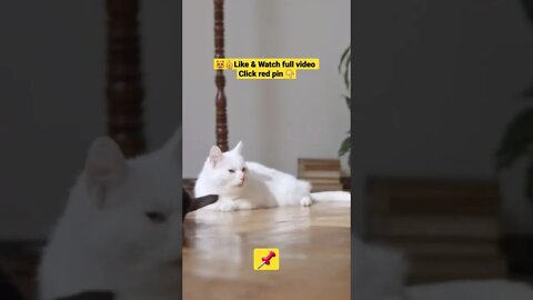 cute cat videos 😹 funny videos 😂@🏝 تفكر في خلق الله ﷻ 🏝