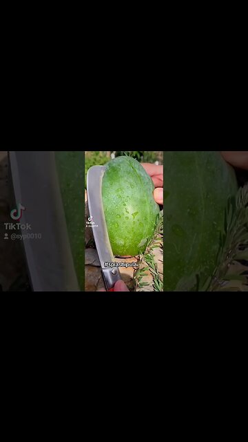 iarasi un #harbuz #saredelamaie #jmek #caras #splashipula #veceu #summertime #watermelon #goodvibes