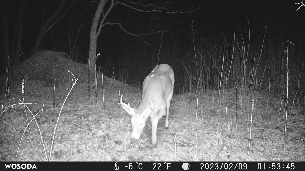 Trail Camera: Whitetail Buck