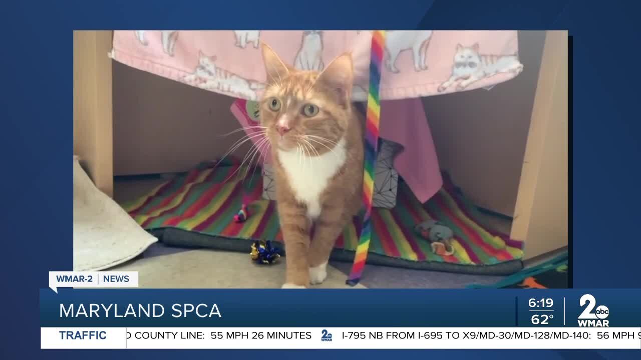 Little Girl the cat is up for adoption at the Maryland SPCA