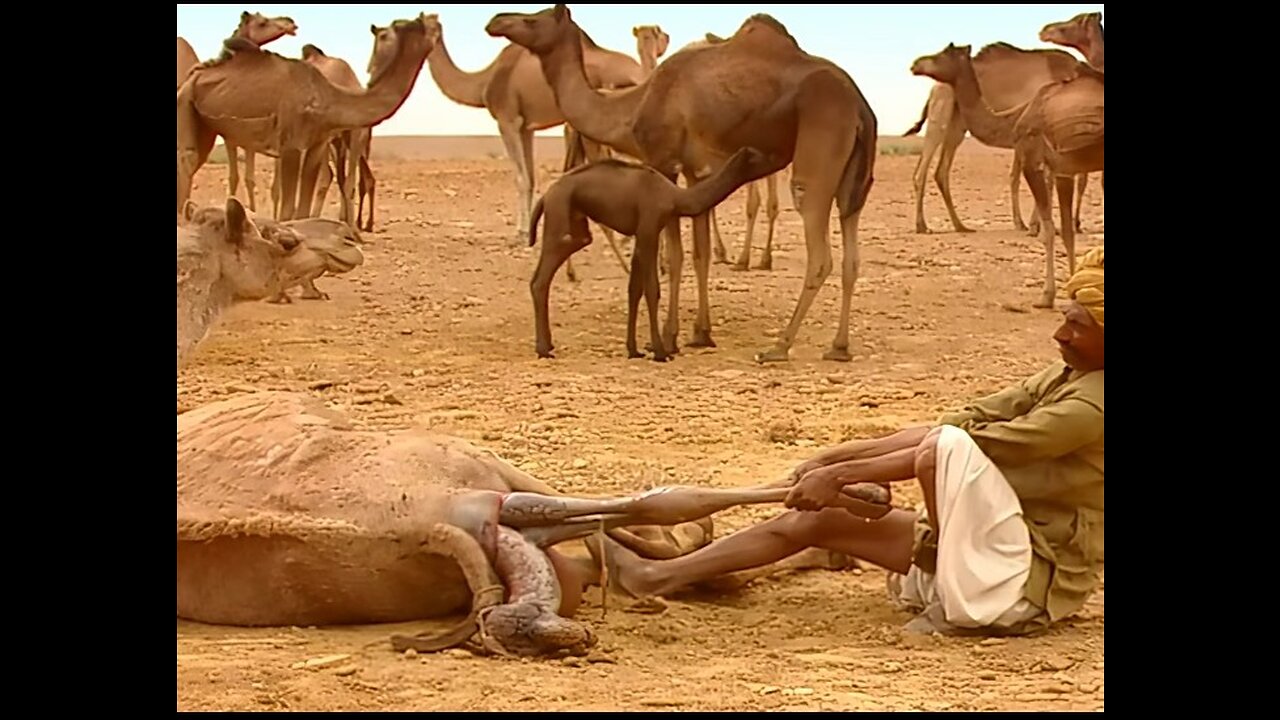 How camel children are born