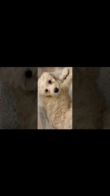 Cocker Spaniem Poodle Mix Puppy 🐶