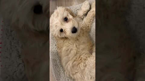 Cocker Spaniem Poodle Mix Puppy 🐶