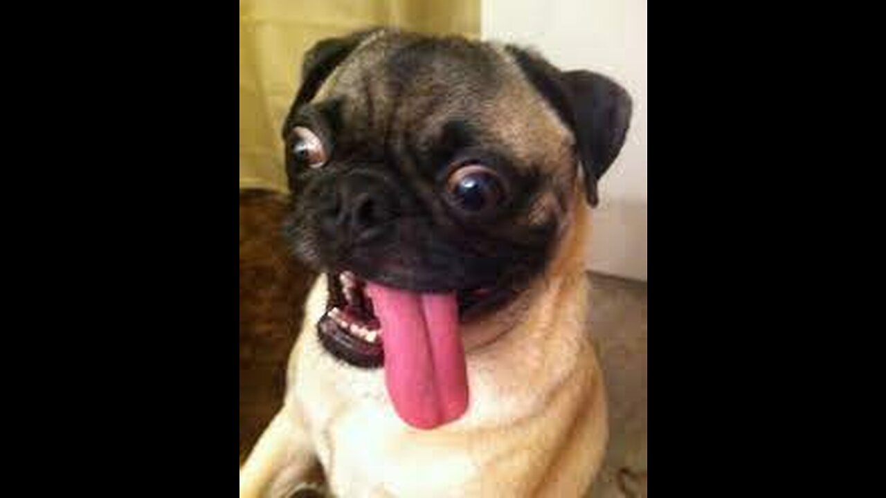 TOP 10 dog barking videos compilation