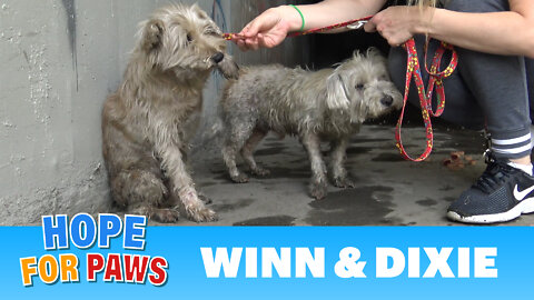 Two dogs in the sewer cried for help until someone heard them!!!