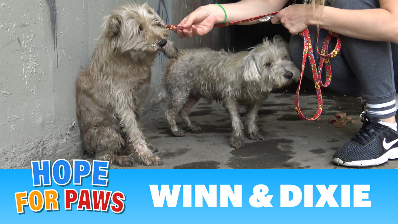 Two dogs in the sewer cried for help until someone heard them!!!