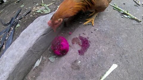 大公鸡和母鸡爱吃红色火龙果/Big rooster and hen love to eat red dragon fruit