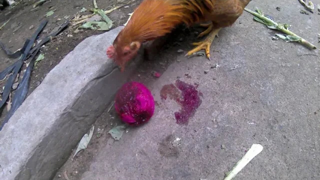 大公鸡和母鸡爱吃红色火龙果/Big rooster and hen love to eat red dragon fruit