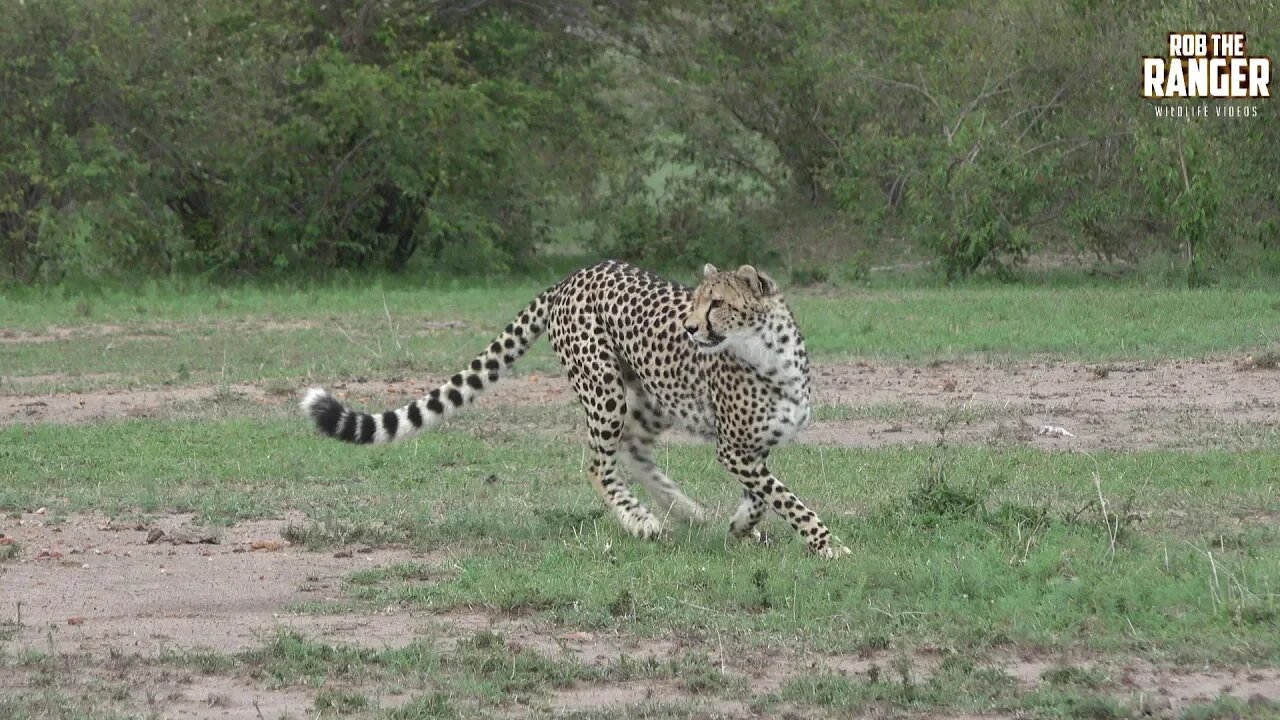 Cheetah Sisters Grab A Snack