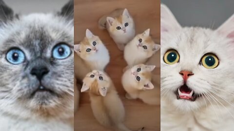 Auww 🥺🥰 funny cat video ❤️cute cat