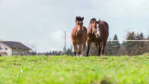 Foal and the mare on pasture slow motion