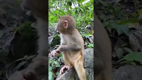 Little monkeys can eat like this!!!😂😂😂#animals #monkey #fpy #foryou