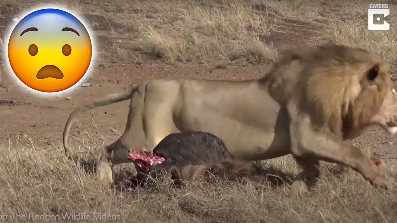 Lion Breaks Spine of Another Lion