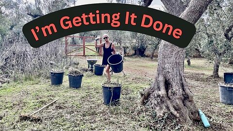 Preparing for Olive Harvest - Off Grid in Italy