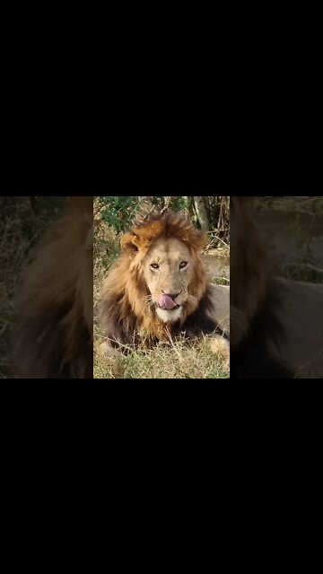 Maasai Mara Sightings Today 31/08/21 (Lions, Cheetah, Hippo, etc) | Zebra Plains | #shorts