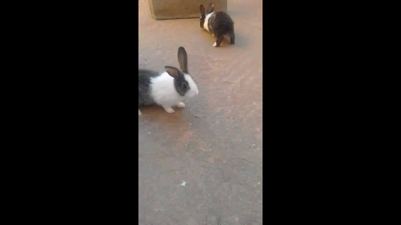 Two rabbits playing in the air