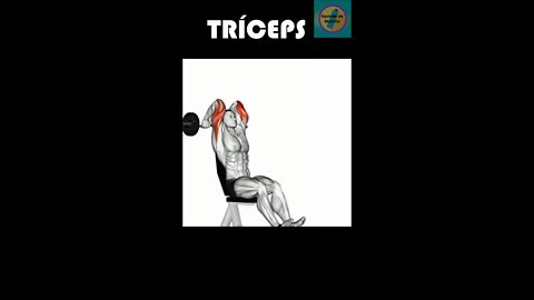 TRÍCEPS #shorts