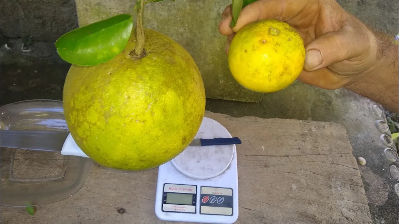 toranja produzindo em vaso pesou 1,356 kilos sua poupa e saborosa e a casca serve para doce