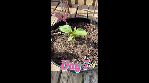 Plant growth daily update day 7