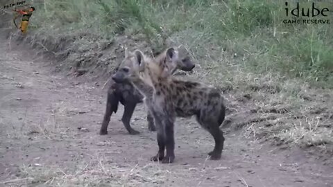 Hyena Cubs