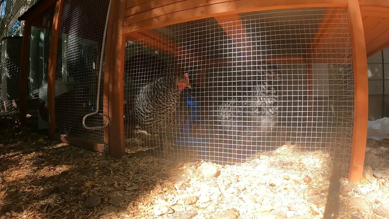 My Backyard Chickens - Episode 68