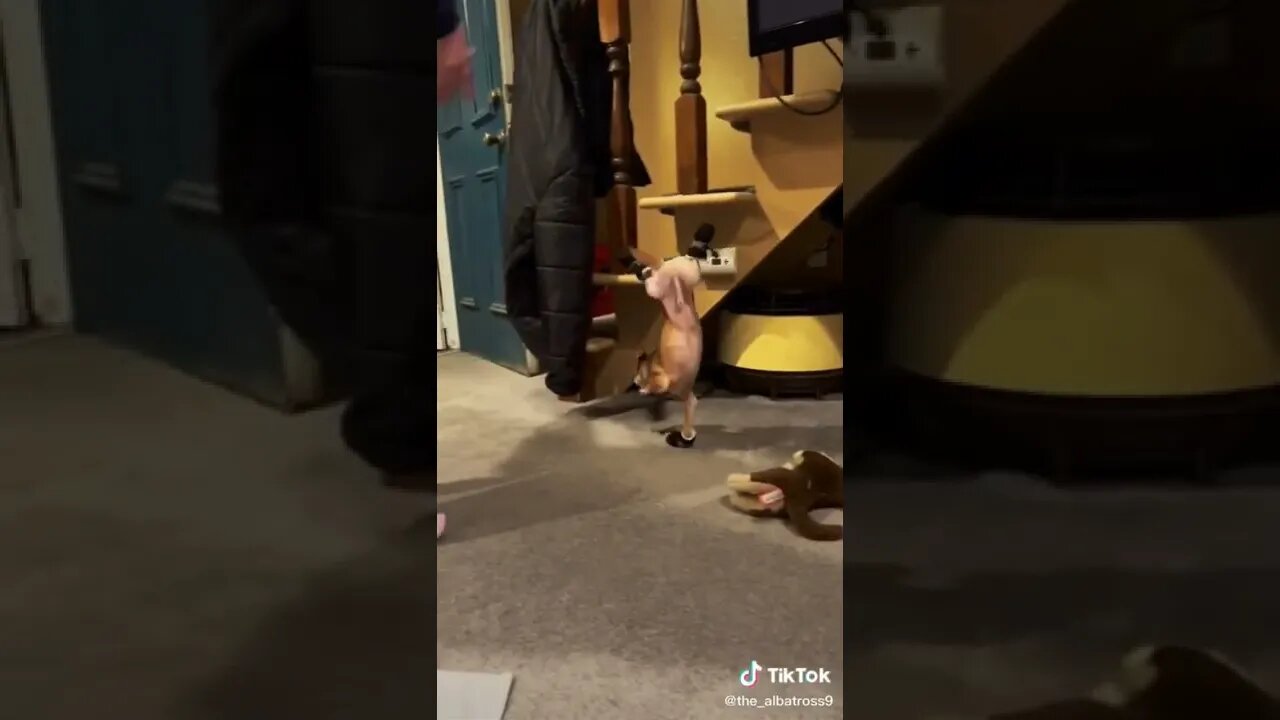 Chihuahua's Hilarious Reaction to New Dog Boots