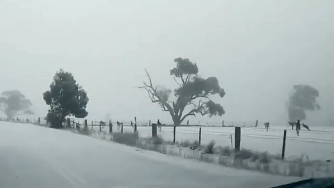 Kangaroos In The Snow