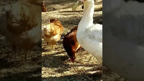 #snacktime #farmanimals #goose #chickens #freerange #layers #homesteading #homesteadlife #farmlife