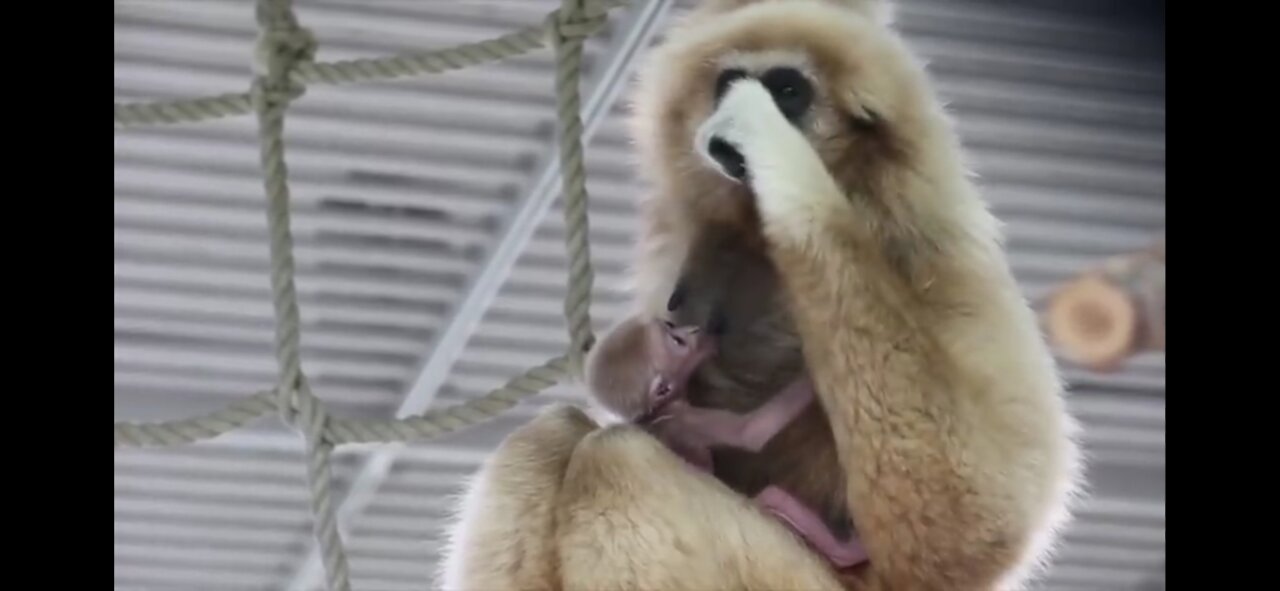 Cute gibbons playing & climbing🐒🐒