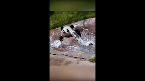 Have you ever seen a panda take a bath