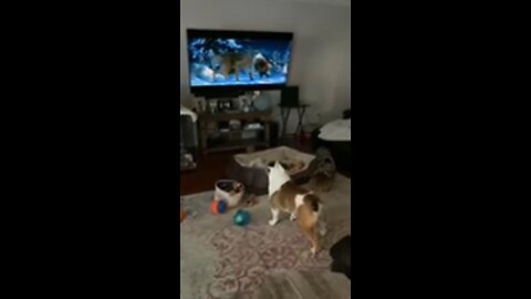 English bulldog watching tv