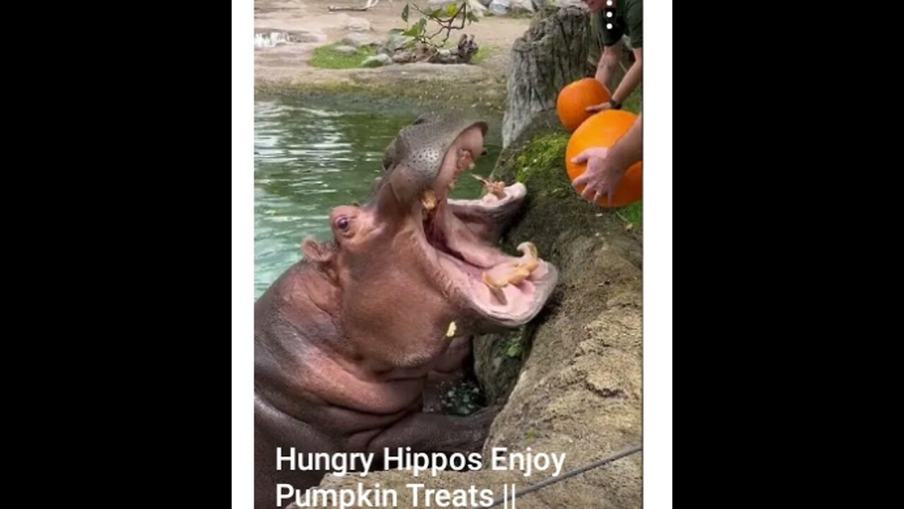 Hungry hippos enjoy pumpkin treat