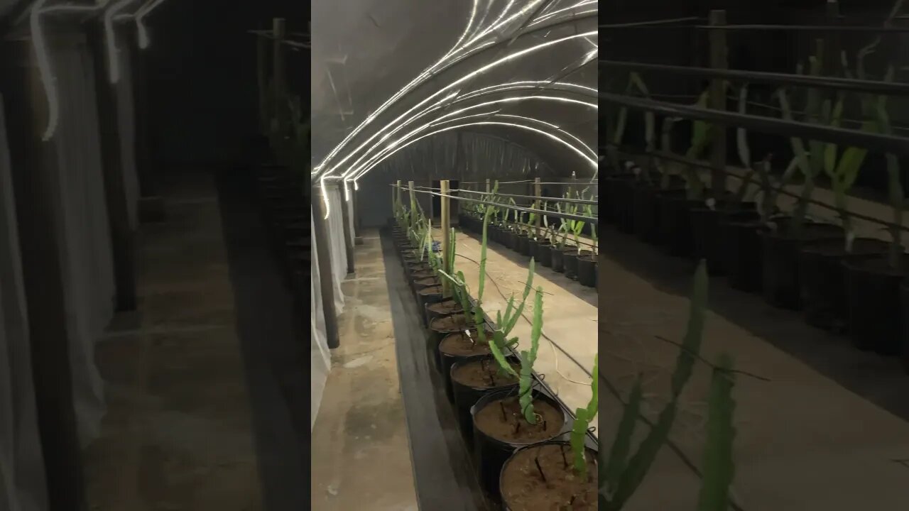 Um vídeo muito em breve inscreva-se #agriculture #farming #dragonfruits #pitayas #inscreva_se