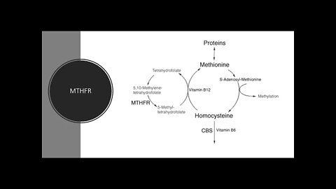 MTHFR Polymorphism & Natural Homocysteine Balance With Supplements