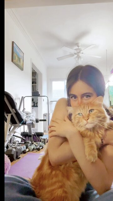 #cat #neko #mainecoon #tabbycat #orangecat #cats