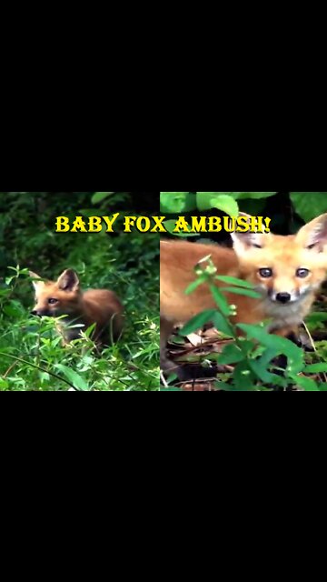 A Baby Fox sneaks up on us...