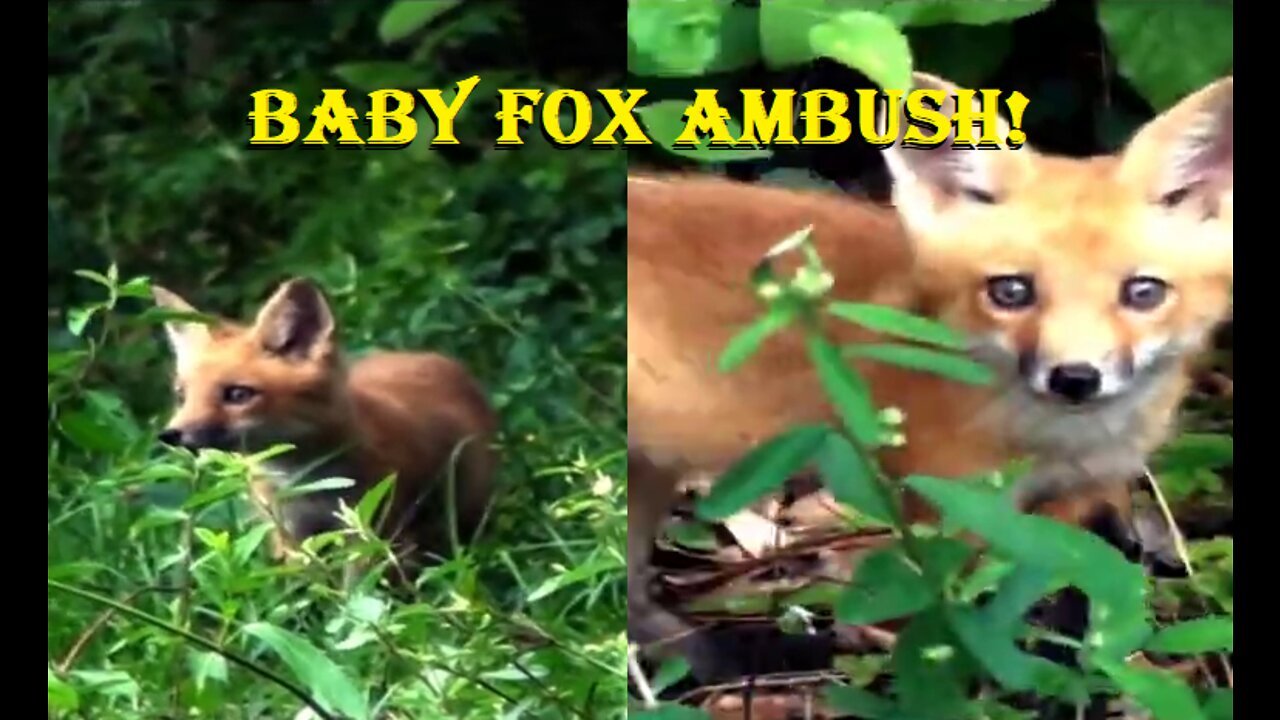 A Baby Fox sneaks up on us...