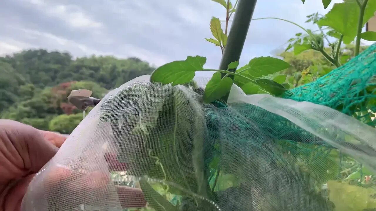 Assessing The Garden At The End of July