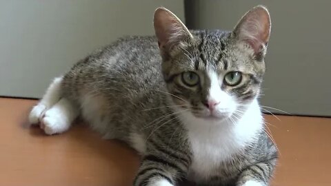 I Purr and Make Small Biscuits